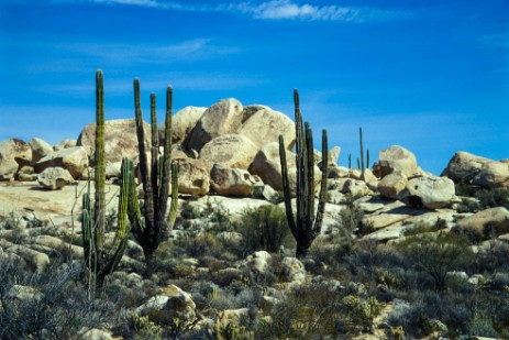Desierto Central in Baja California