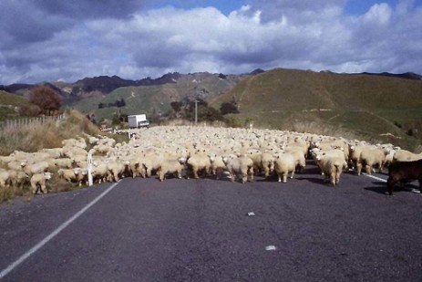 Traffic Jam mit Schafen in New Zealand