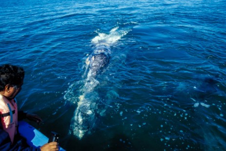 Freundlicher Wal am Boot in Baja California