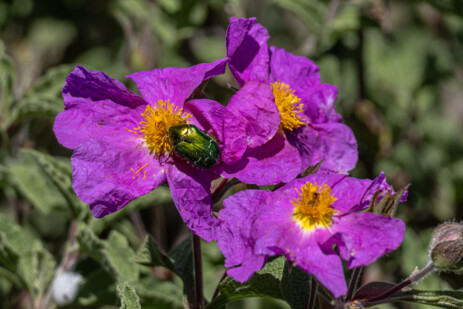 Wildblumen auf Fahrt von Porto nach Evisa