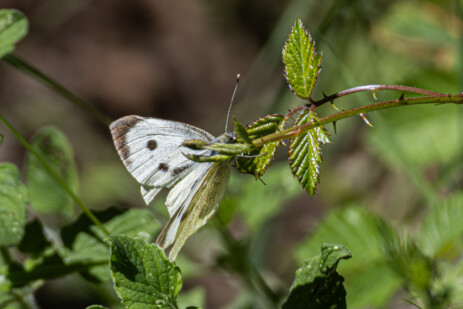 Schmetterling auf Fahrt von Porto nach Evisa