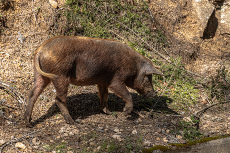 Schwein auf Fahrt von Porto nach Evisa