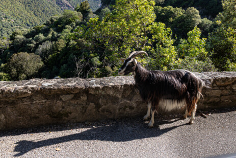 Wildziege auf Fahrt von Porto nach Evisa