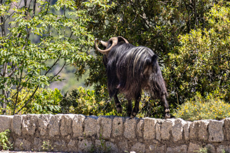 Wildziege auf Fahrt von Porto nach Evisa