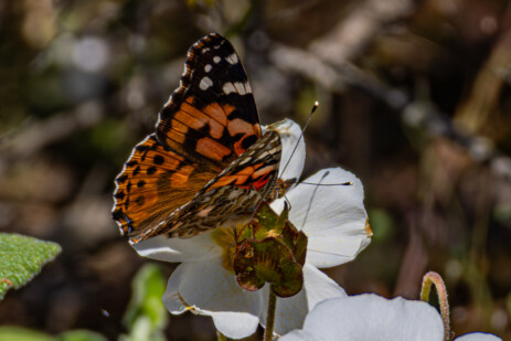 Schmetterling auf Wanderung zum Wasserfall Piscia de Gallo