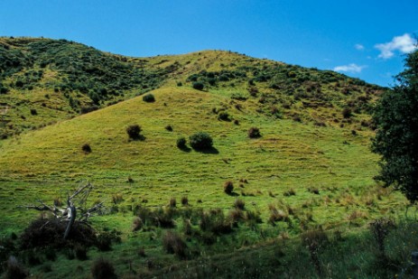 Typische Landschaft in Neuseeland