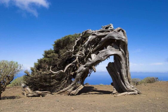 Wacholderbaumhain in El Sabinar auf El Hierro