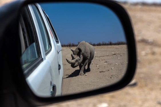 Rhino am Auto in Etosha West